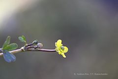 Ranunculus hirtellus